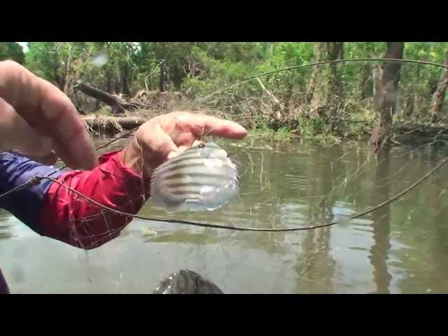 Underwater world of Discus