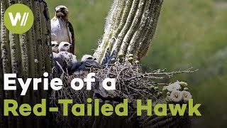 Red-tailed hawk feeds its chicks with snakes and kangaroo rats