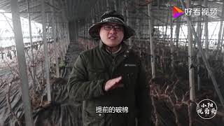设施葡萄的物理破眠技术怎么操作？小阳详细介绍，不懂记得收藏