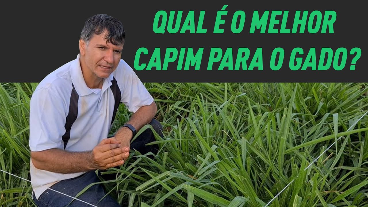 QUAL É O MELHOR CAPIM PARA TRATAR DO MEU GADO?