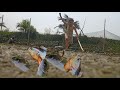 Village Girl Wonderful Koi Fishing By Hand Amazing Koi Fishing Video S