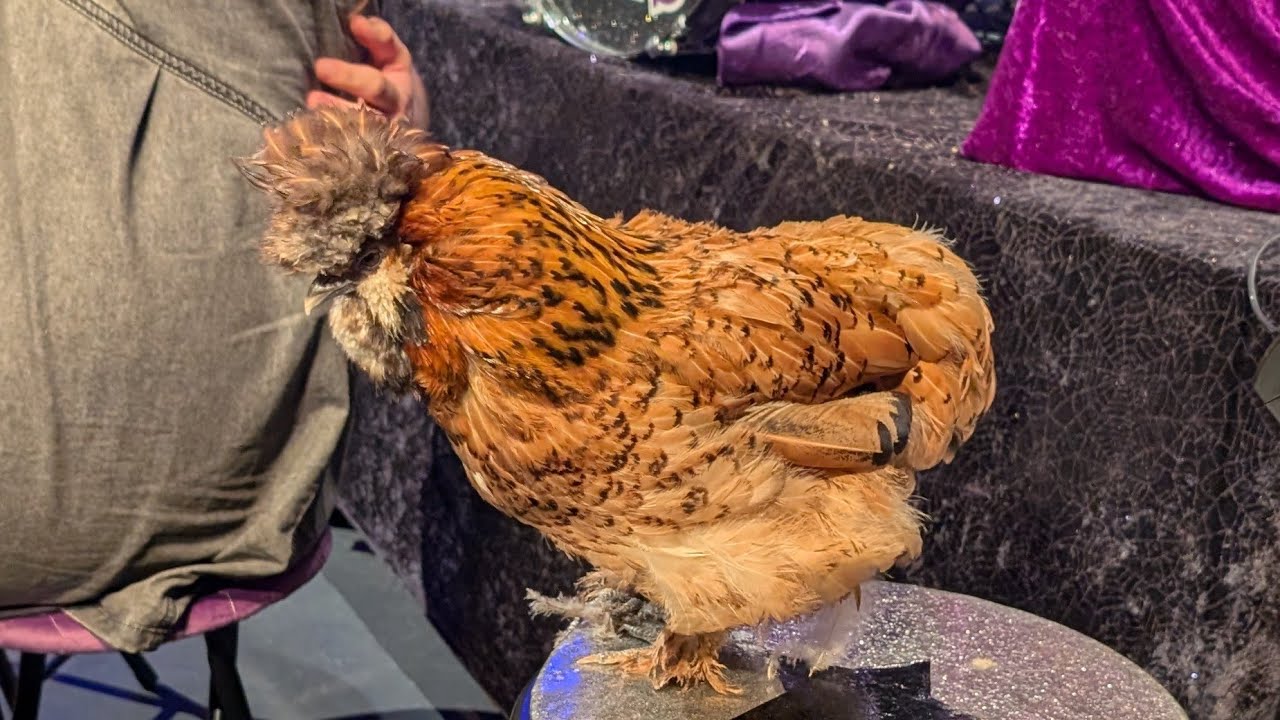 Flock flags innocent man for arrest, OVER & OVER AGAIN 