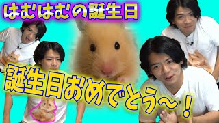 はむはむの１年記念日でウキウキなのだ！【自宅ゲーム部切り抜き】【雑談】