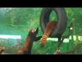 Red Pandas play with tire