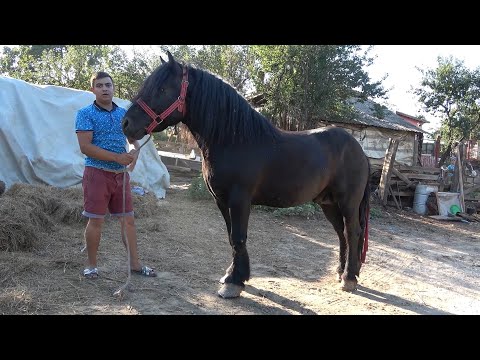 Caii lui Mircea de la Cubulcut, Bihor - 2020 Nou!!!