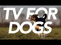 TV For Dogs - ULTIMATE Beach Adventure Experience for Dogs (15 Hours)