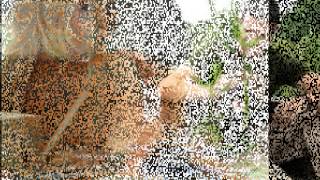 BLAKE SHELTON        Forever Young