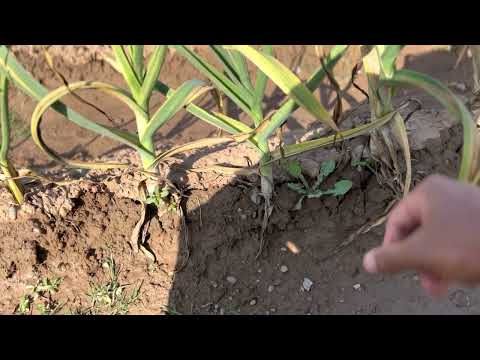 G1 garlic final irrigation and harvest time🧄