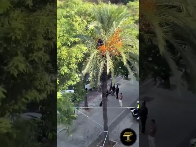 INCREÍBLE En la palmera para comer dátiles