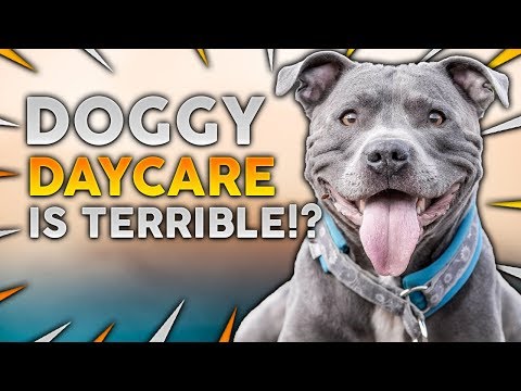 YouTube video about: Can unneutered dogs go to daycare?