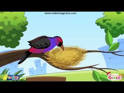 Animals Homes, Birds Nests - for Kids