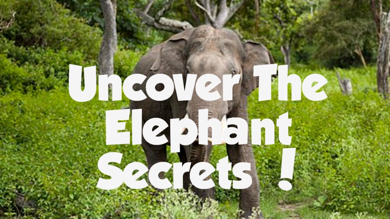 10 Mind-Blowing Facts About Elephants You Did Not Know