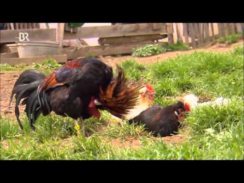 From Sulmtalers to Spitzhauben - Old chicken breeds in the Alps (1 of 3)