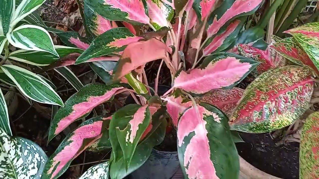 PLANTAS COLORIDAS  AGLAONEMAS