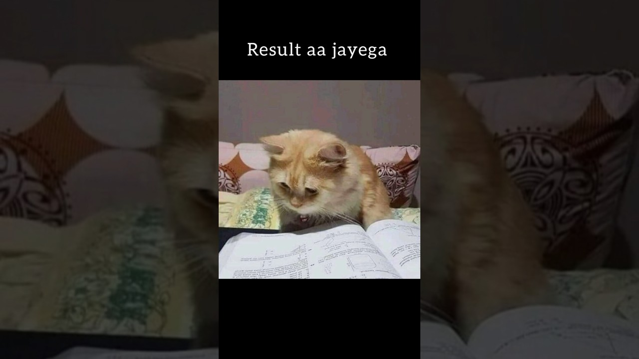 Every Student Problem..😞😿#cat #funny #student