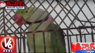 Talking Parrot arrested for scolding a woman | Weekend Teenmaar News | V6News