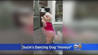 KCAL 9 Anchors Celebrate National Dog Day Showing Off Their Best Friends