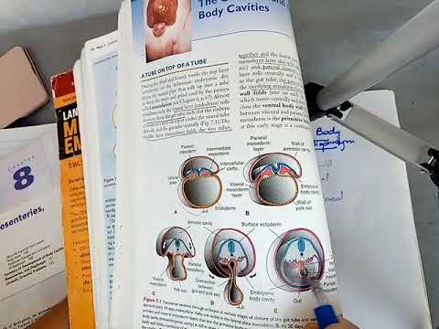 BODY CAVITIES and DIAPHRAGM development in easiest way part 1