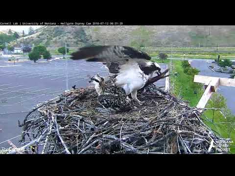 Iris Brings In Large Strip of Bark, Builds Up Rim Of Nest – July 12, 2018