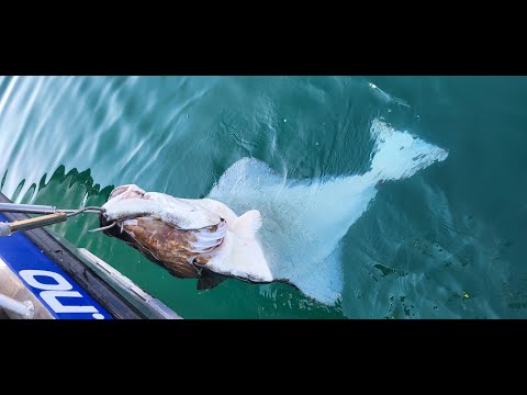 Heilbutt, Köhler, Dorsche satt beim Saltstraumenfestival 2023