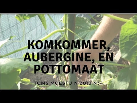 , title : 'TM18#34 : Mijn pottomaten, komkommers, aubergines en (in)determinate tomaten.'