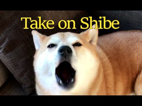 Take on Shibe