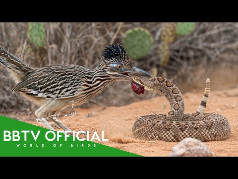 Roadrunner vs Rattlesnake - On The Hunt With a Bird Born to Run | Wildlife Documentary