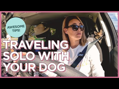 Traveling with My Dog: What I Pack and How I Manage