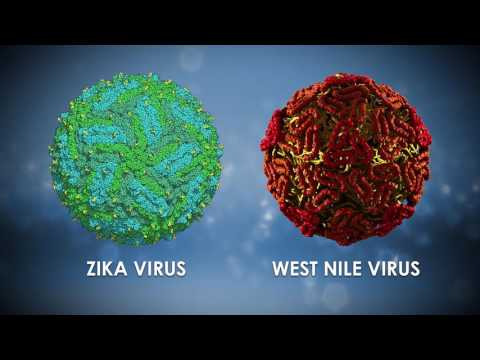 OU Medicine Making News: OU Researchers to Target Zika Virus
