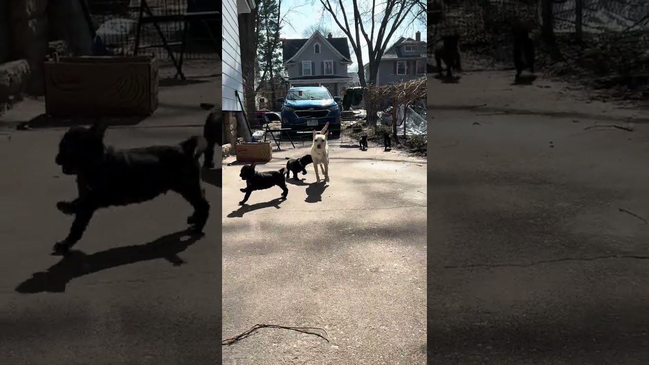 Enlarge Hazel, a Adoptable mixed breed in Saint Paul, MN video 3/6