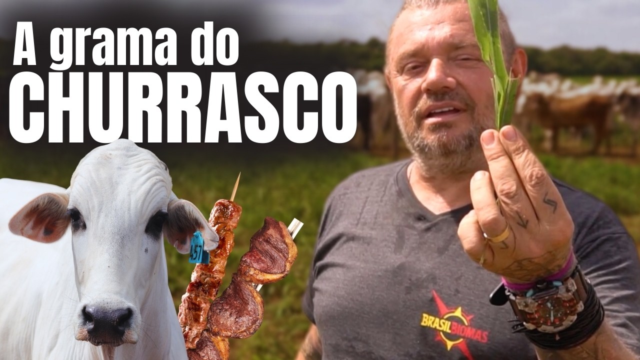 THE SECRET OF MEAT PRODUCTION IN BRAZIL: THE GRASS THAT MOVES AGRICULTURE!