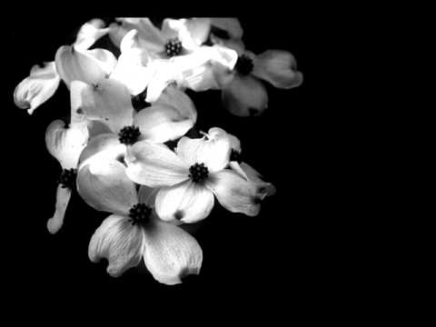 nino katamadze & insight  Land Of Flowers