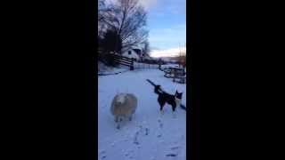 Смотреть онлайн Осиротевшая овца ведет себя как собака