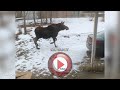 RAW: Moose jumps fence
