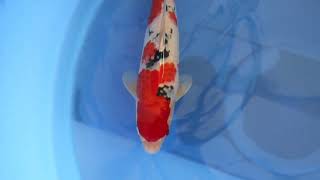 video van Sanke  2506002