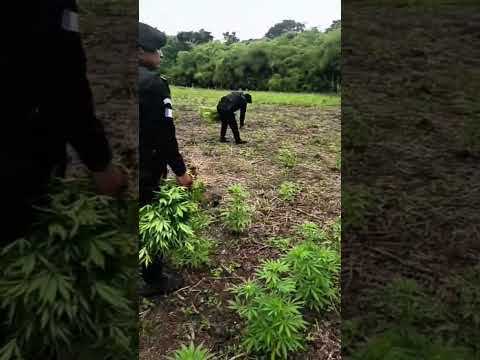 PNC destruye más de 59 mil matas de marihuana valoradas en Q.29 millones en Peten.