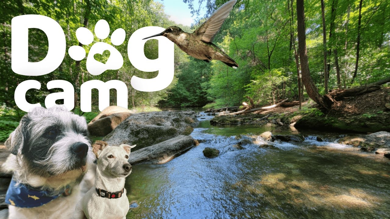Dog Cam | Hidden Trails to the Waterfall – 10 Hours of Nature Walk | Insta360 Go 3s