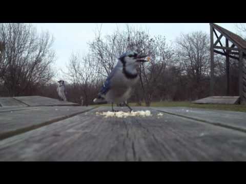 Blue Jays at Upper Canada