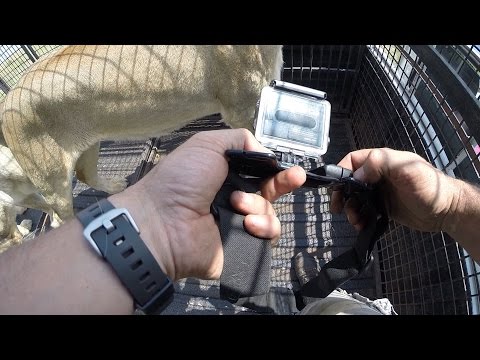 GoPro: Lion Whisperer Tutorial