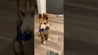 Shepherd Husky Puppies Videos