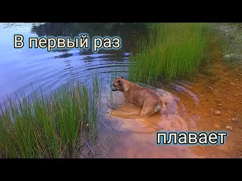 Мой пес плавает в первый раз💖👍 #173