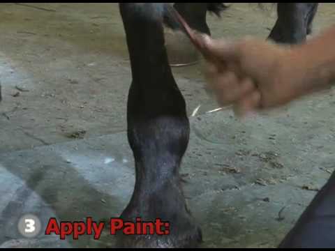 Tips of the Trade - Painting a Leg -- USTA harness racing Hoof Beats standardbred