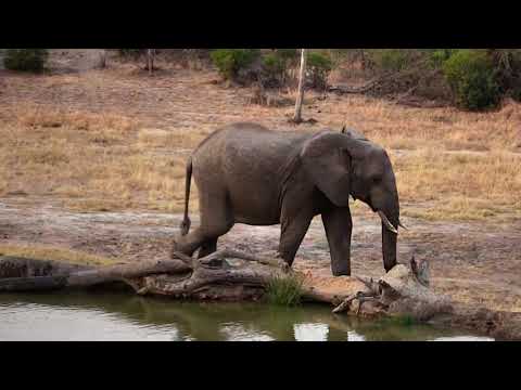 Djuma: Lone bull Elephant getting a drink - 17:04 - 09/07/18