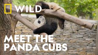 Meet The World's Cutest Students | Panda School | National Geographic WILD UK