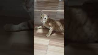 Download lagu Jesus is our leader #adoptedcats #cat #pets #shorts mp3 Download lagu Jesus is our leader #adoptedcats #cat #pets #shorts mp3