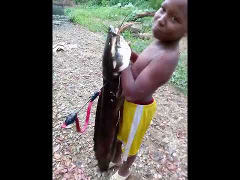 pez bagre Antioquia gigante casi devora a un niño