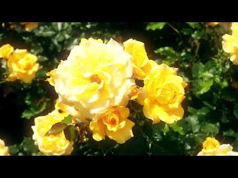 中之島公園バラ園～春バラ～