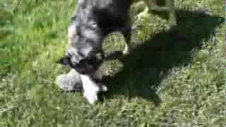 Silicone (ft Snoop in Paradise) by DWV