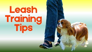 Leash Training a Cavalier King Charles Spaniel : Troubleshooting Leash Walking for Cavalier Puppies