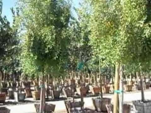 Maytenus boaria 'Green Showers'  24" Box.AVI